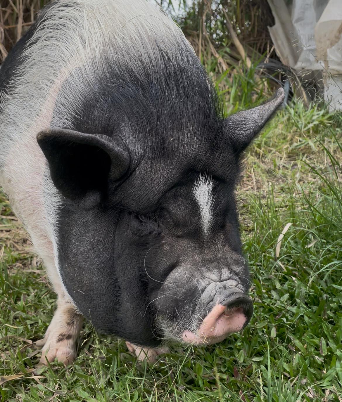 Imagen alusiva a Cierre Campaña Una Huella en tu Corazón