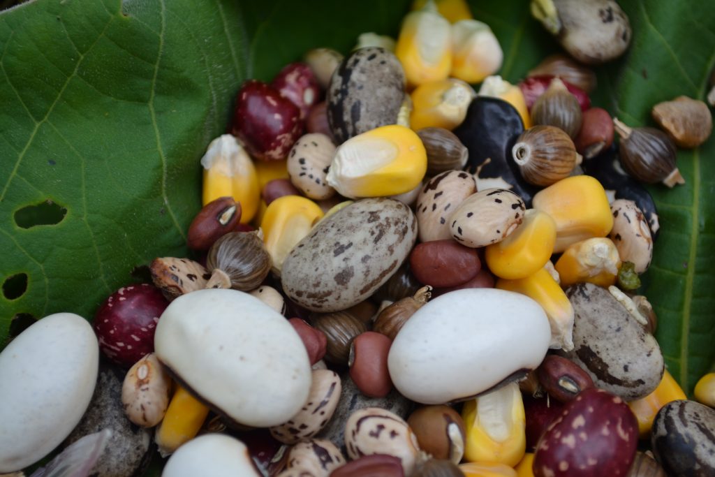 Casa de Semillas Taapay Mikuy: Estrategia para la conservación de la Agrobiodiversidad.  UTP.
