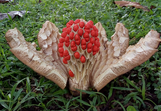 Imagen alusiva a Imágenes y videos