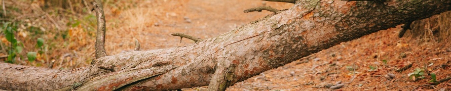 caida Arbol