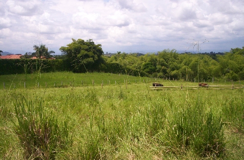 Imagen alusiva a Lote 1 Pereira Hacienda los Cambulos Vereda Cafelia a 2 Km de la via principal Pei cerrito