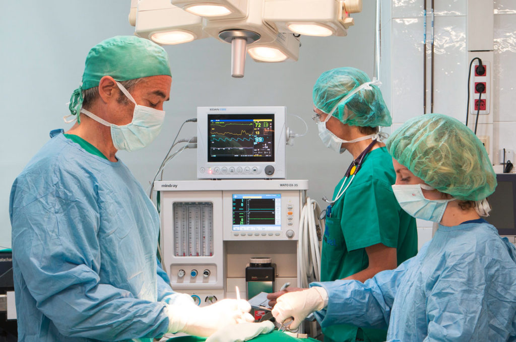 Medicina y cirugía veterinaria: