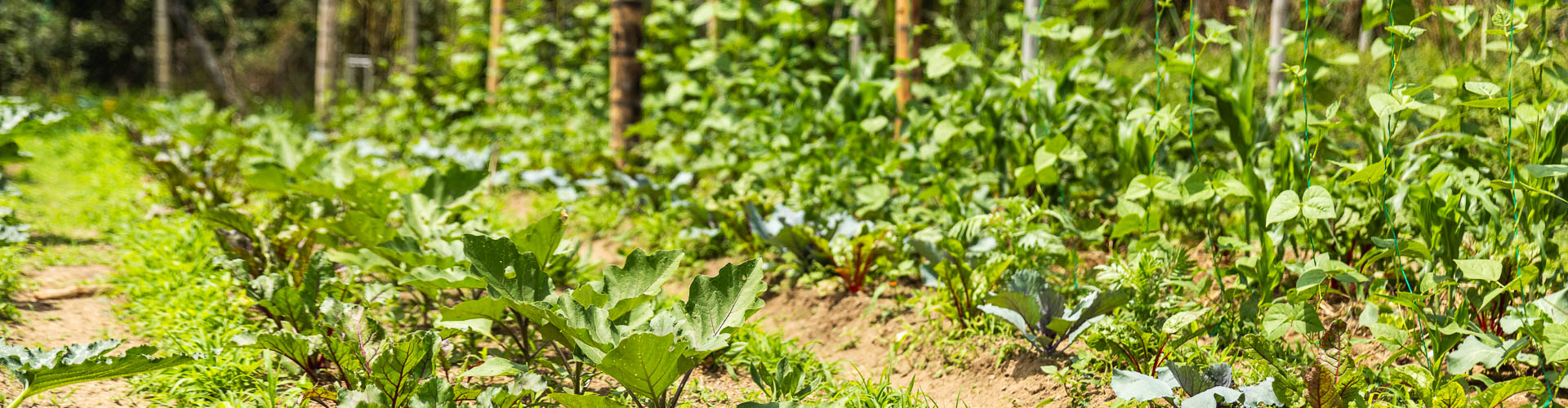 Banner 2 - Tecnología en Producción Agrícola Integrada
