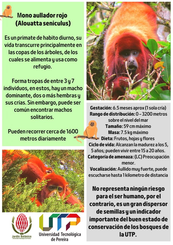 Mono Aullador Rojo